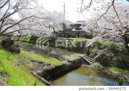 玉川堤櫻花[京都府井出町] 88440275