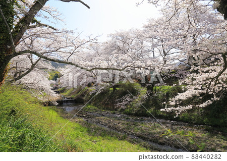Tamagawa Tsutsumi Cherry Blossoms [Ide Town, Kyoto Prefecture] 88440282