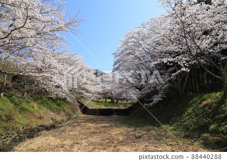 玉川堤櫻花[京都府井出町] 88440288