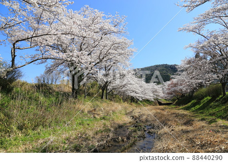 Tamagawa Tsutsumi Cherry Blossoms [Ide Town, Kyoto Prefecture] 88440290