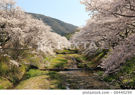 Tamagawa Tsutsumi Cherry Blossoms [Ide Town, Kyoto Prefecture] 88440299