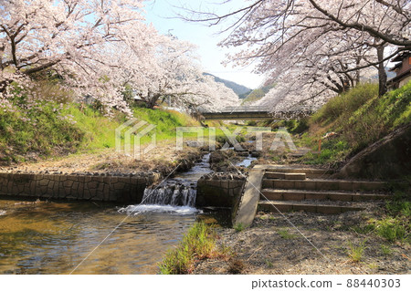玉川堤櫻花[京都府井出町] 88440303