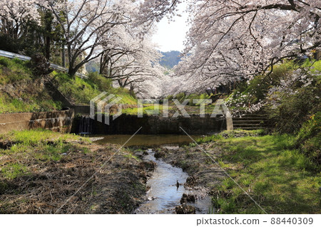 玉川堤櫻花[京都府井出町] 88440309