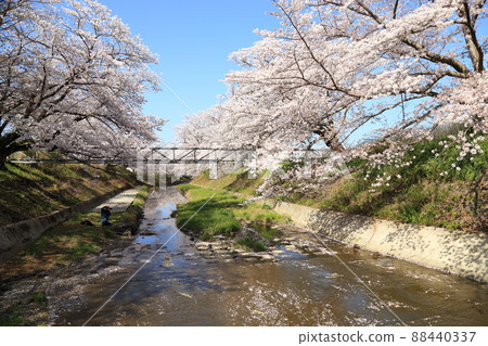 Tamagawa Tsutsumi Cherry Blossoms [Ide Town, Kyoto Prefecture] 88440337