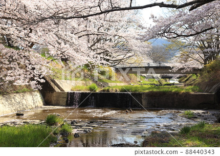 Tamagawa Tsutsumi Cherry Blossoms [Ide Town, Kyoto Prefecture] 88440343