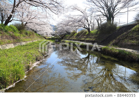玉川堤櫻花[京都府井出町] 88440355