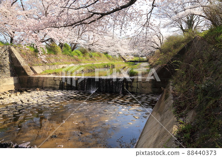 玉川堤櫻花[京都府井出町] 88440373