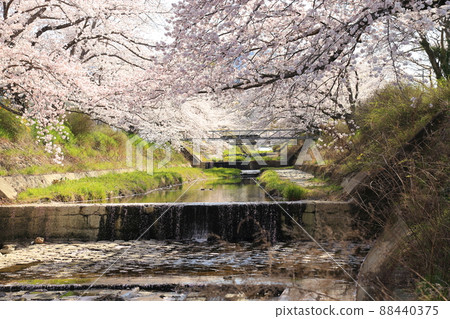 玉川堤櫻花[京都府井出町] 88440375