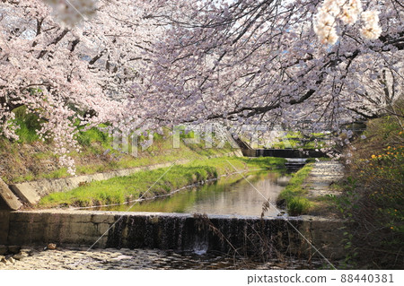 Tamagawa Tsutsumi Cherry Blossoms [Ide Town, Kyoto Prefecture] 88440381