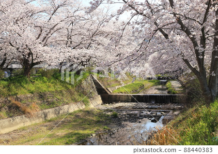 玉川堤櫻花[京都府井出町] 88440383