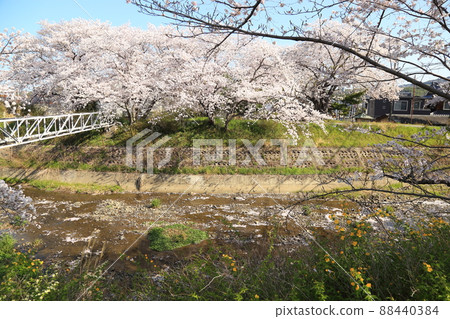 玉川堤櫻花[京都府井出町] 88440384