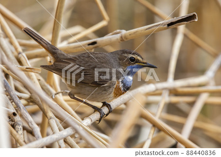 White-spotted bluethroat (Luscinia svecica cyanecula) 88440836