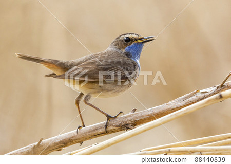 White-spotted bluethroat (Luscinia svecica cyanecula) 88440839