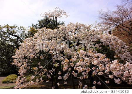 White weeping cherry tree of shrubs in the precincts of Fukuzoin in full bloom 88441083