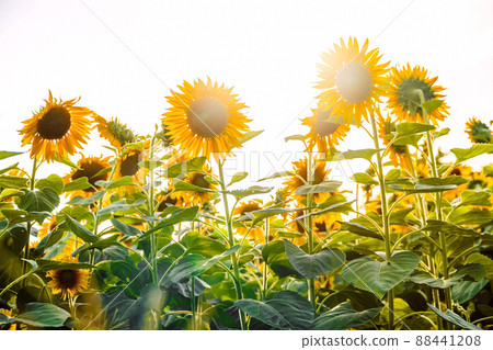 Stage photograph of the blooming sun, Lots of sunflowers in the evening sun, Beautiful landscape with sunflower field over cloudy blue sky and bright sun lights, sunflowers close-up in the field. Stage photograph of the blooming sun, Lots of sunflowers in the evening sun, Beautiful landscape with sunflower field over cloudy blue sky and bright sun lights, sunflowers close-up in the field. 88441208
