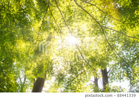 Forest bathing Forest bathing 88441339