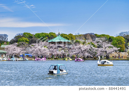 東京上野公園船池盛開的櫻花 88441491