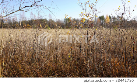 Withered yellow grass in the swamp in autumn. Trees with yellow foliage. Nature is preparing for winter. 88441750
