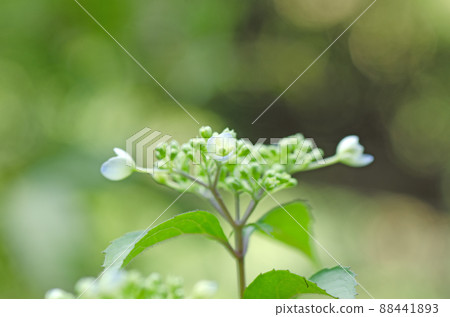 Hydrangea has bloomed. Hydrangea has bloomed. 88441893