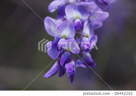 Purple Chinese wisteria is a species of flowering plant in the pea. 88442282