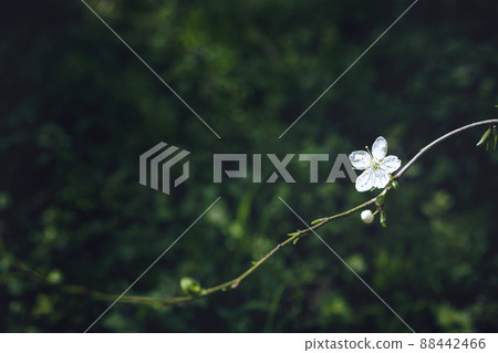 Branch with white flower on blurred dark green background Branch with white flower on blurred dark green background 88442466