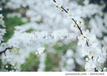 Branch with white flowers on blurred dark green background Branch with white flowers on blurred dark green background 88442468