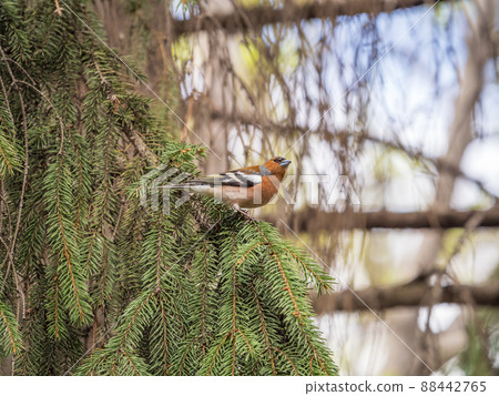 Common chaffinch, Fringilla coelebs, sits on a fir branch in spring on green background. Common chaffinch in wildlife. Common chaffinch, Fringilla coelebs, sits on a fir branch in spring on green background. Common chaffinch in wildlife. 88442765
