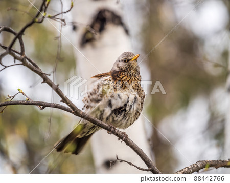 Fieldbird sits on a branch in spring with a blurred background. Fieldbird sits on a branch in spring with a blurred background. 88442766