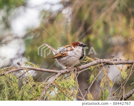 Sparrow sits on a fir branch in the sunset light. Sparrow sits on a fir branch in the sunset light. 88442767