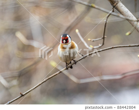The European goldfinch or simply the goldfinch, Carduelis carduelis, sits on a branch in spring on green background. The European goldfinch in wildlife. 88442804