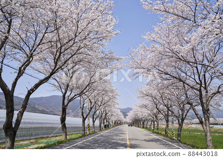 car, road, cherry blossom, cherry tree, korea car, road, cherry blossom, cherry tree, korea 88443018