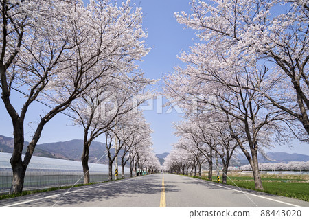 car, road, cherry blossom, cherry tree, korea car, road, cherry blossom, cherry tree, korea 88443020