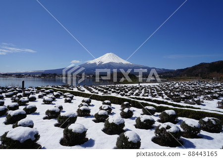 4 月 220 日富士河口湖町富士山雪景和大石公園薰衣草花田 4 月 220 日富士河口湖町富士山雪景和大石公園薰衣草花田 88443165