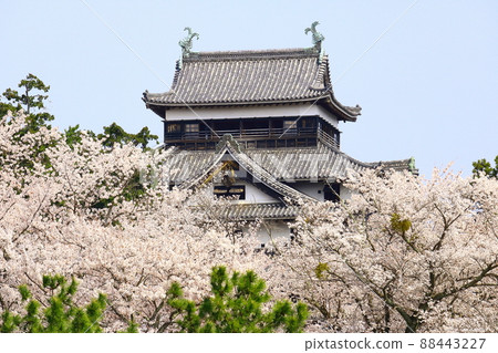 Matsue castle and cherry blossoms 88443227