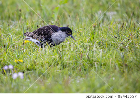 Ruff (Calidris pugnax) Ruff (Calidris pugnax) 88443557