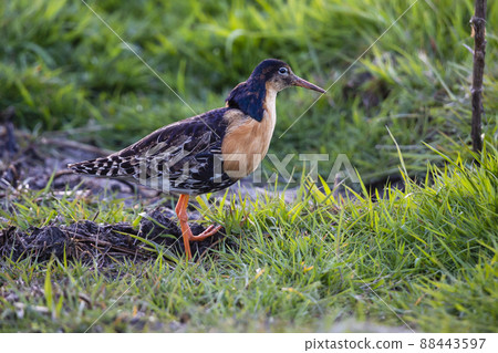 Ruff (Calidris pugnax) Ruff (Calidris pugnax) 88443597