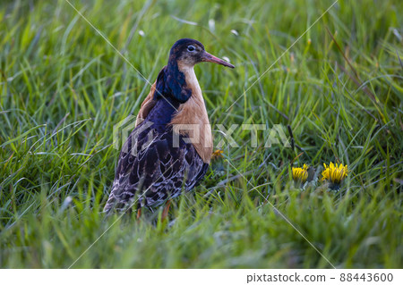 Ruff (Calidris pugnax) 88443600
