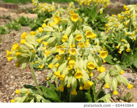 Flowers of the perennial "Cowslip" of the Primrose family in full bloom Flowers of the perennial "Cowslip" of the Primrose family in full bloom 88443864