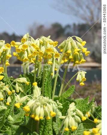 Flowers of the perennial "Cowslip" of the Primrose family in full bloom 88443868