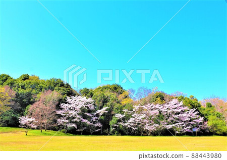 光明池附近的春天景色 光明池附近的春天景色 88443980