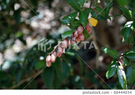 Nawashiromi no Omi Nawashiromi no Omi 88444034