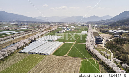 Car, road, village, cherry blossom, cherry tree, Gurye-gun, Jeonnam Car, road, village, cherry blossom, cherry tree, Gurye-gun, Jeonnam 88444248