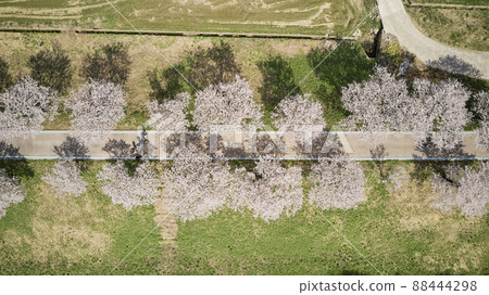 Promenade, Cherry Blossoms, Cherry Trees, Gurye-gun, Jeonnam Promenade, Cherry Blossoms, Cherry Trees, Gurye-gun, Jeonnam 88444298