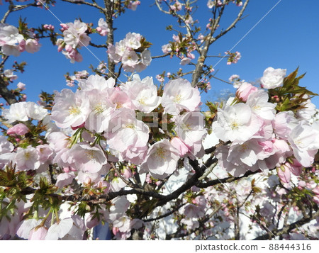 Yamazakura cultivar "Benaden" Yamazakura cultivar "Benaden" 88444316