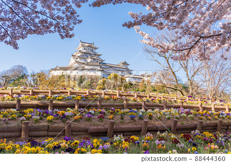 (兵庫縣)世界遺產姬路城從 Shirotopia 紀念公園 (兵庫縣)世界遺產姬路城從 Shirotopia 紀念公園 88444360