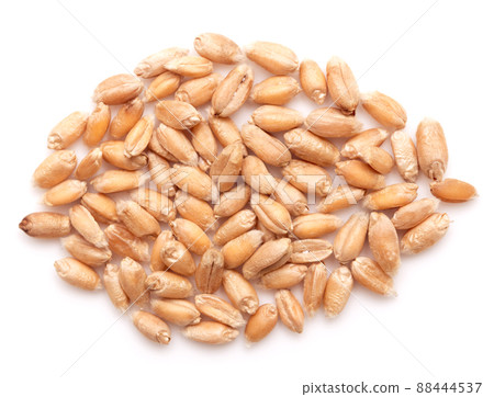Wheat on white Wheat on white 88444537