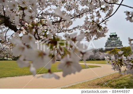 日本大阪府春天大阪城公園櫻花盛開和宏偉的城堡塔 日本大阪府春天大阪城公園櫻花盛開和宏偉的城堡塔 88444897