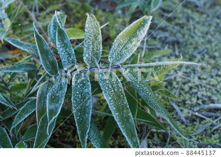 Bamboo leaves and frost Bamboo leaves and frost 88445137