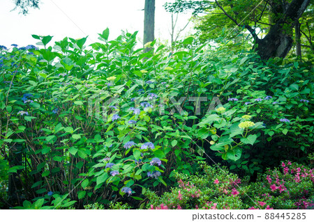 京都長岡京的柳谷ya農農中谷寺初夏區照片 京都長岡京的柳谷ya農農中谷寺初夏區照片 88445285