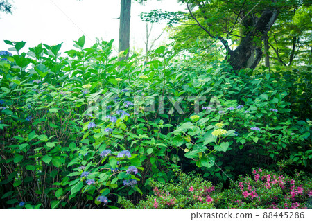 京都長岡京的柳谷ya農農中谷寺初夏區照片 京都長岡京的柳谷ya農農中谷寺初夏區照片 88445286